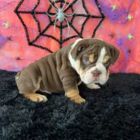 Male, Choco Tri , a male English Bulldog for sale in Houston, TX – 8 of 8