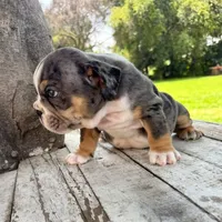 Male, Blue Tri Merle, a male English Bulldog for sale in Houston, TX – 3 of 9