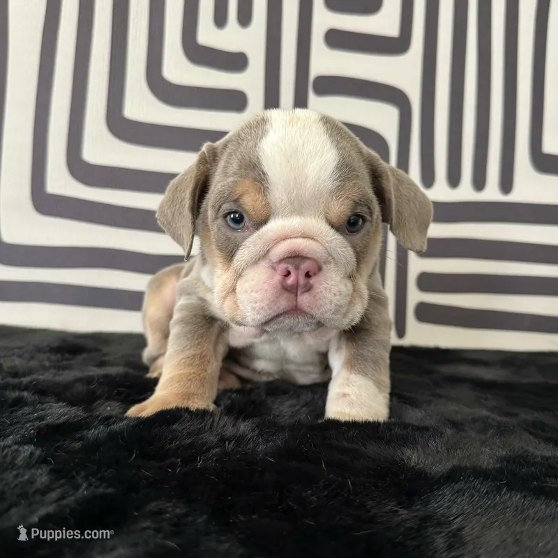 Female, Lilac Tri – English Bulldog puppy for sale in Houston, TX