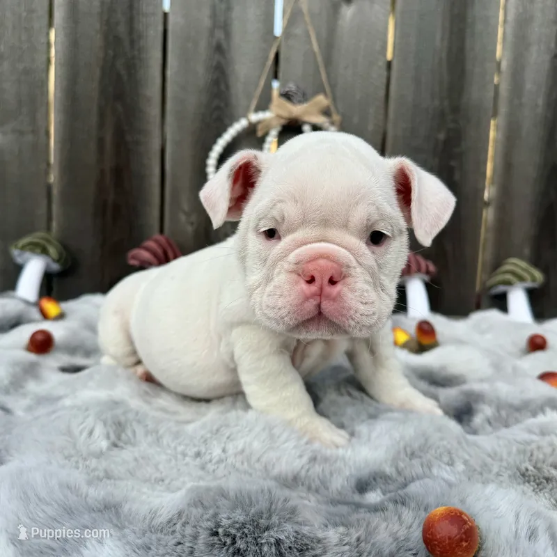 Female, White – English Bulldog puppy for sale in Houston, TX