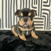 Male, Black Tri, a male English Bulldog for sale in Houston, TX – 2 of 8