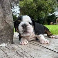 Male, Black Tri , a male English Bulldog for sale in Houston, TX – 4 of 6