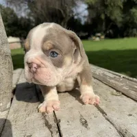 Male, Lilac Tri, a male English Bulldog for sale in Houston, TX – 4 of 6