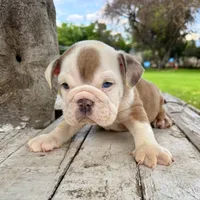 Male, Merle, a male English Bulldog for sale in Houston, TX – 5 of 8