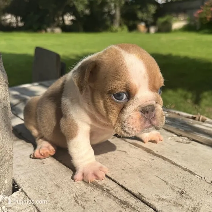 Male, Fawn and White – English Bulldog puppy for sale in Houston, TX