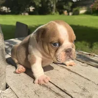 Male, Fawn and White, a male English Bulldog for sale in Houston, TX – 1 of 4