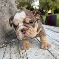 Male, Choco Tri, a male English Bulldog for sale in Houston, TX – Photo 6 of 7