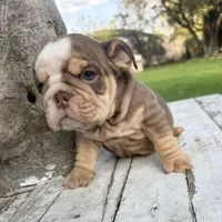 Male, Choco Tri, a male English Bulldog for sale in Houston, TX – Photo 7 of 7