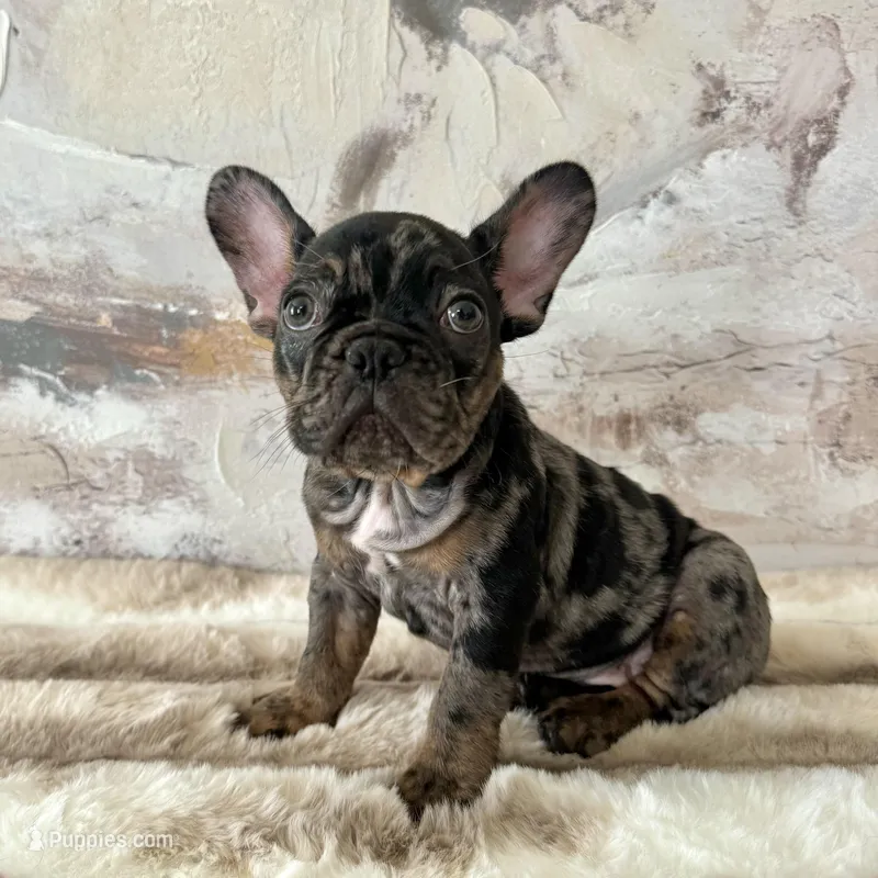 Male, Black Tri Merle – French Bulldog puppy for sale in Houston, TX