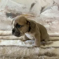 Male, Lilac Tri, a male English Bulldog for sale in Houston, TX – Photo 9 of 9