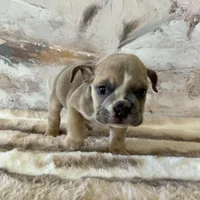 Male, Lilac Tri, a male English Bulldog for sale in Houston, TX – Photo 5 of 9