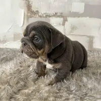 Male, Blue and Tan, a female English Bulldog for sale in Houston, TX – Photo 8 of 8