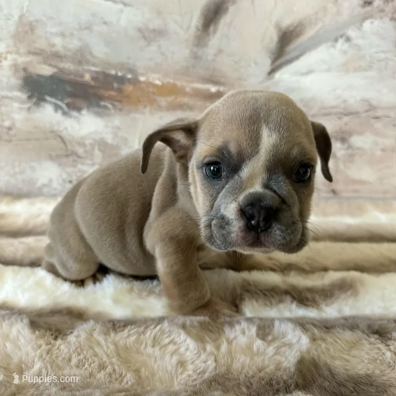 Male, Lilac Tri – English Bulldog puppy for sale in Houston, TX