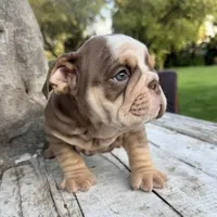 Male, Choco Tri, a male English Bulldog for sale in Houston, TX – Photo 2 of 7