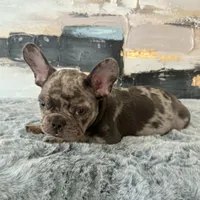 Male, Lilac Merle, a male French Bulldog for sale in Houston, TX – Photo 9 of 9