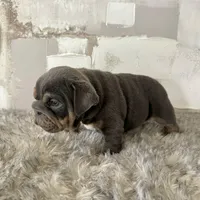 Male, Blue and Tan, a female English Bulldog for sale in Houston, TX – Photo 7 of 8