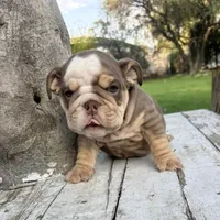 Male, Choco Tri, a male English Bulldog for sale in Houston, TX – Photo 3 of 7