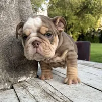 Male, Choco Tri, a male English Bulldog for sale in Houston, TX – Photo 1 of 7