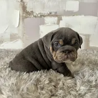 Male, Blue and Tan, a female English Bulldog for sale in Houston, TX – Photo 3 of 8