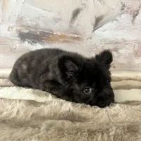 Male, Fluffy Big Rope, a male French Bulldog for sale in Houston, TX – 3 of 6