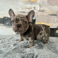 Male, Lilac Merle, a male French Bulldog for sale in Houston, TX – Photo 2 of 9