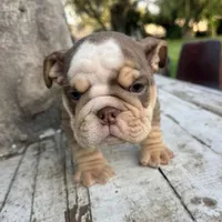 Male, Choco Tri, a male English Bulldog for sale in Houston, TX – Photo 4 of 7