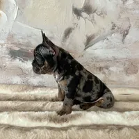 Male, Black Tri Merle, a male French Bulldog for sale in Houston, TX – Photo 2 of 7