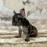 Male, Black Tri Merle, a male French Bulldog for sale in Houston, TX – Photo 4 of 7