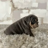 Male, Blue and Tan, a female English Bulldog for sale in Houston, TX – Photo 4 of 8