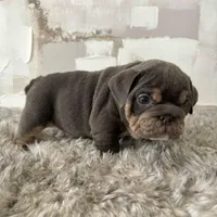 Male, Blue and Tan, a female English Bulldog for sale in Houston, TX – Photo 6 of 8