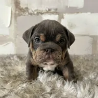 Male, Blue and Tan, a female English Bulldog for sale in Houston, TX – Photo 5 of 8