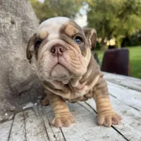 Male, Choco Tri, a male English Bulldog for sale in Houston, TX – Photo 5 of 7