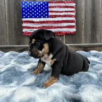 Female, Black Tri, a female English Bulldog for sale in Houston, TX – 3 of 6