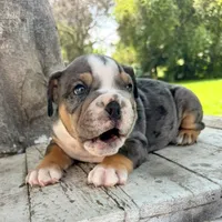 Male, Blue Tri Merle, a male English Bulldog for sale in Houston, TX – 5 of 9