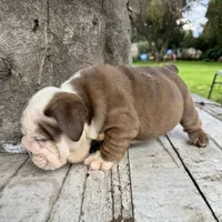 Male, Brown and White, a male English Bulldog for sale in Houston, TX – 4 of 7