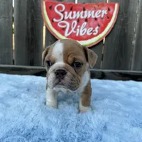 Male, Lilac and White, a male English Bulldog for sale in Houston, TX – 6 of 7