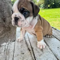 Male, Fawn Tri, a male English Bulldog for sale in Houston, TX – 6 of 7