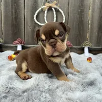 Female, Choco and Tan, a female English Bulldog for sale in Houston, TX – 5 of 6