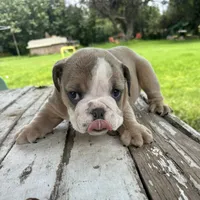 Male, Lilac Tri, a male English Bulldog for sale in Houston, TX – 5 of 6