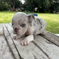 Male, Lilac Tri Merle , a male English Bulldog for sale in Houston, TX – 5 of 5