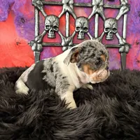 Female, Black Tri Merle, a female English Bulldog for sale in Houston, TX – 3 of 6