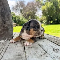 Male, Blue Tri Merle, a male English Bulldog for sale in Houston, TX – 8 of 9