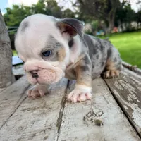 Female, Blue Tri Merle, a female English Bulldog for sale in Houston, TX – 4 of 7