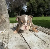 Male, Lilac Tri, a male English Bulldog for sale in Houston, TX – 6 of 7