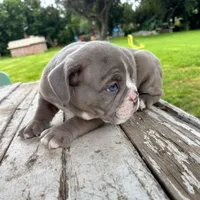 Female , Lilac tri, a female English Bulldog for sale in Houston, TX – 5 of 6