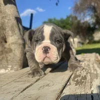 Female, Blue Tri, a female English Bulldog for sale in Houston, TX – 3 of 6