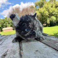 Male, Fluffy Black Tri Merle, a male French Bulldog for sale in Houston, TX – 2 of 5