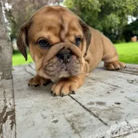 Female, Fawn , a female English Bulldog for sale in Houston, TX – 4 of 8
