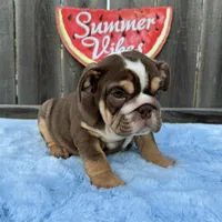 Female, Choco Tri, a female English Bulldog for sale in Houston, TX – 9 of 10