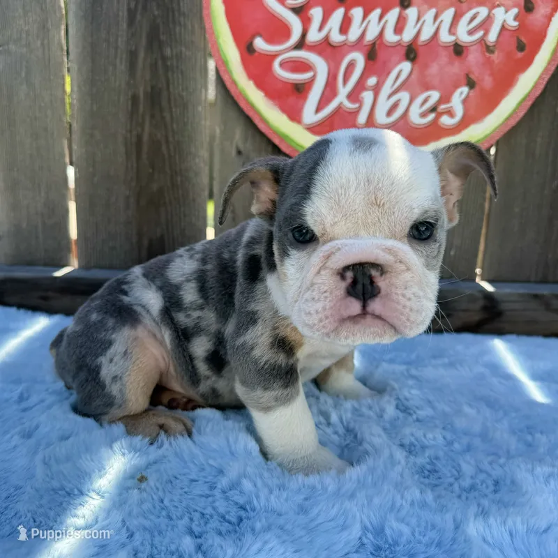 Male, Blue Tri Merle – English Bulldog puppy for sale in Houston, TX